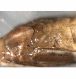 Phyllonorycter spinicolella pupa,  lateral